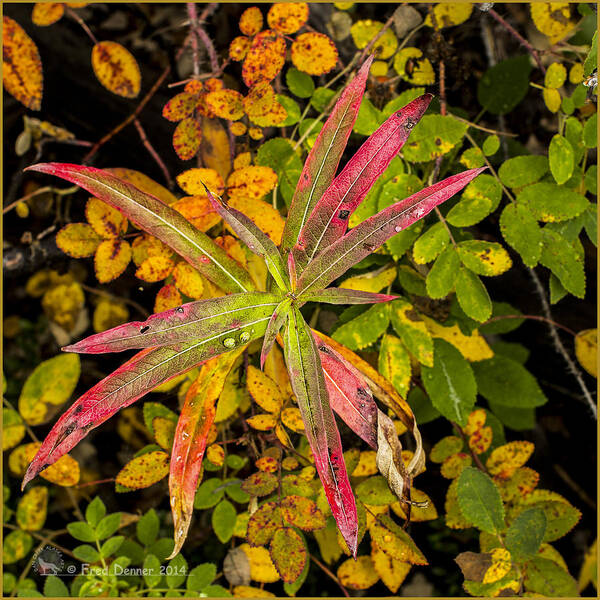 Fall Colors Art Print featuring the photograph Early Fall Fireweed by Fred Denner