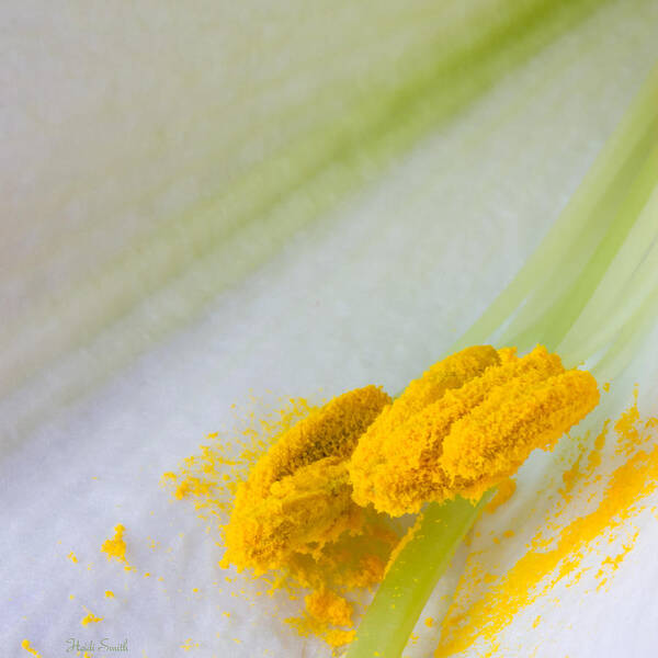 Yellow Art Print featuring the photograph Easter Lily Macro by Heidi Smith