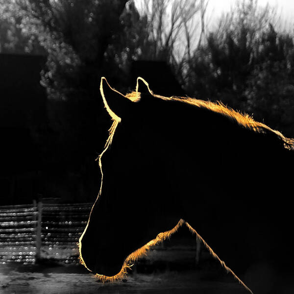 Horses Art Print featuring the photograph Equine Glow by Steven Milner
