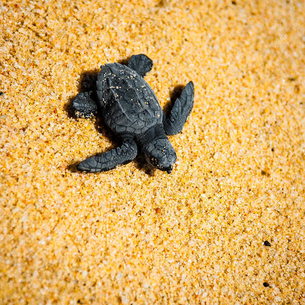 Baby Loggerhead Art Print featuring the photograph Escape by Sebastian Musial