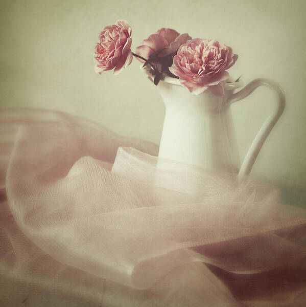 Rose Art Print featuring the photograph Ethereal by Amy Weiss