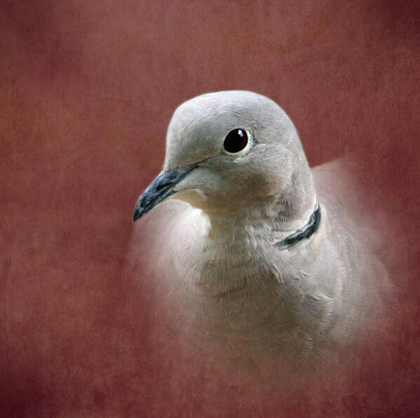 Dove Art Print featuring the photograph Eurasian Collard Dove by Angie Vogel