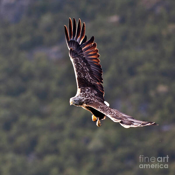 White_tailed Eagle Art Print featuring the photograph European Flying Sea Eagle 4 by Heiko Koehrer-Wagner