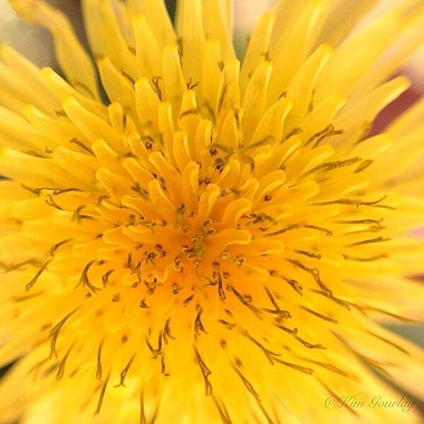 Macro_power_hour2 Art Print featuring the photograph Everything Has Beauty. Even A Dandelion by Kim Gourlay