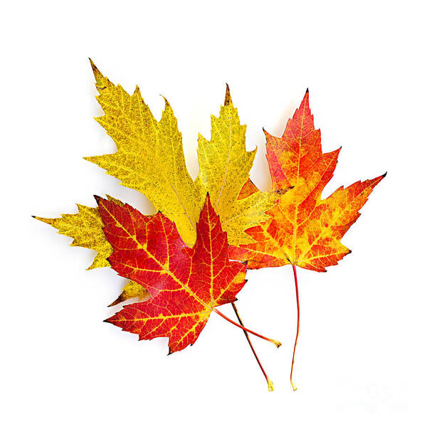 Leaves Art Print featuring the photograph Fall maple leaves on white by Elena Elisseeva