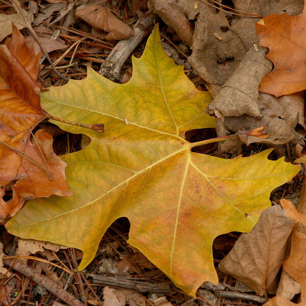 Leaf Art Print featuring the photograph Fallen Leaves by Art Block Collections