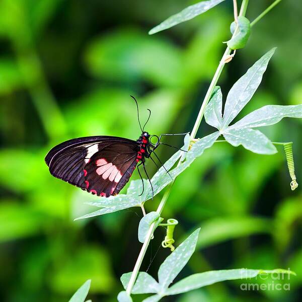 Leaves Art Print featuring the photograph Female Pink Cattleheart butterfly by Jane Rix