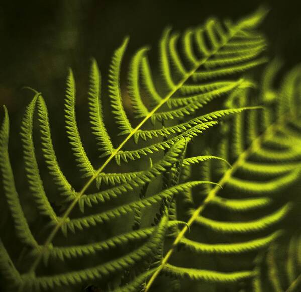 Fern Art Print featuring the photograph Fern by Bradley R Youngberg