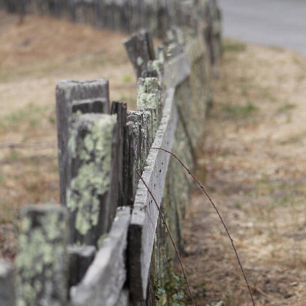 Moss Art Print featuring the photograph Fierce Fence by Stella Robinson