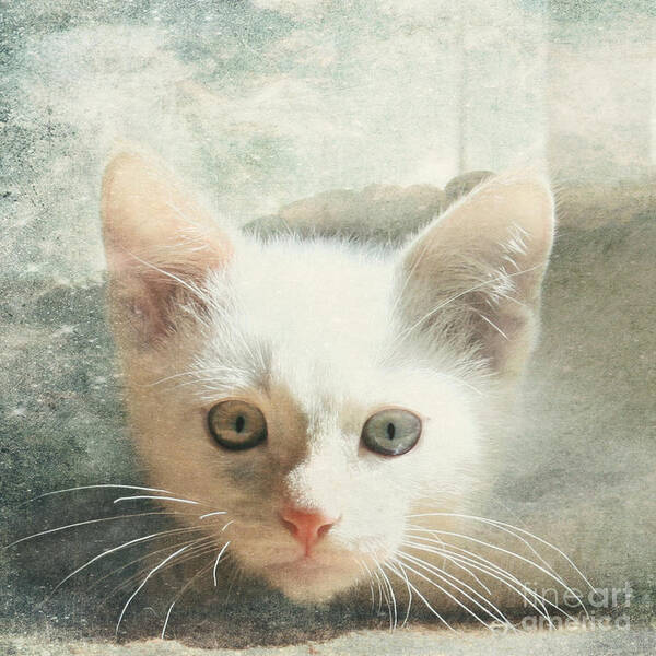 Kitten Art Print featuring the photograph Flamepoint Siamese Kitten by Pam Holdsworth