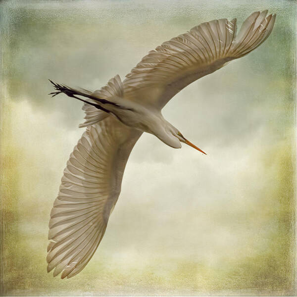 Egret Art Print featuring the photograph Flight of the Egret by Priscilla Burgers
