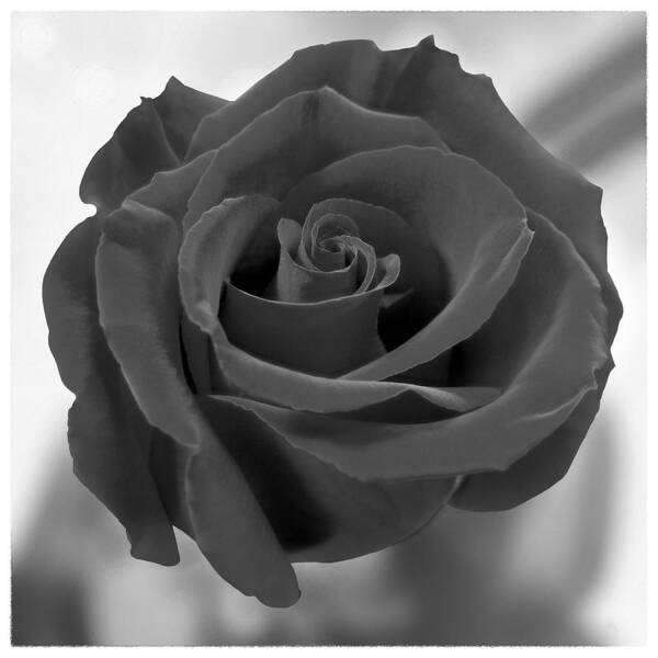 Rose Art Print featuring the photograph Dark Rose by Mike McGlothlen