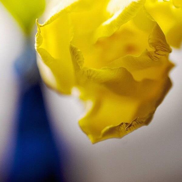 Blue Art Print featuring the photograph #flower #nature #yellow #blue #tulip by Tania Sonnenfeld