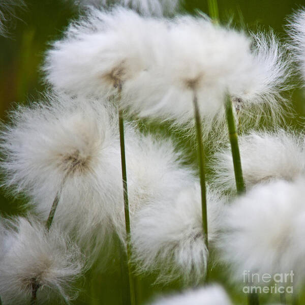 Heiko Art Print featuring the photograph Flower Pompom by Heiko Koehrer-Wagner