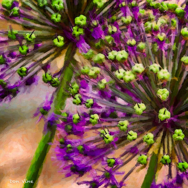 Allium Aflatunense Art Print featuring the photograph Flowering Onion by Don Vine