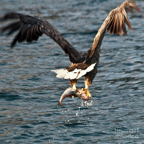 White_tailed Eagle Art Print featuring the photograph Flying European Sea Eagle 3 by Heiko Koehrer-Wagner