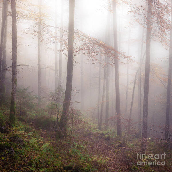 Autumn Art Print featuring the photograph Fog in the forest by Alexander Kunz