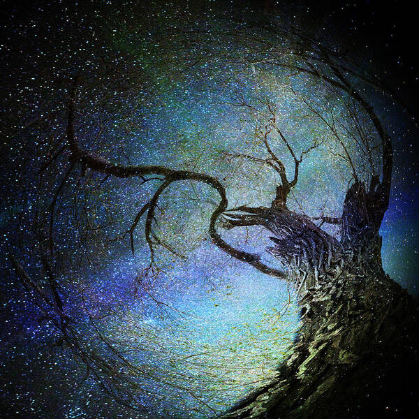 Bark Art Print featuring the photograph Forest Magic by Michele Cornelius