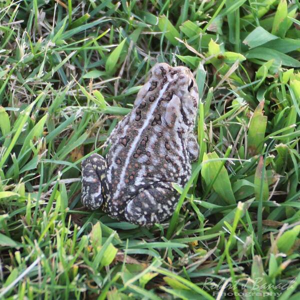 Nature Art Print featuring the photograph Fowler's Toad in Grass by Robert Banach