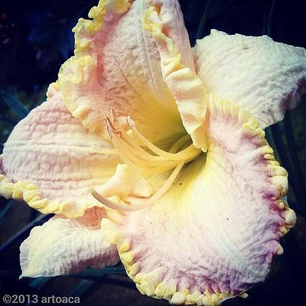  Art Print featuring the photograph Frilly Daylily
still Blooming In The by Carla From Central Va Usa