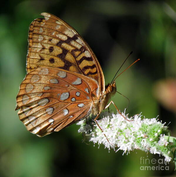 Flowers Art Print featuring the photograph Fritillary on Mint by Lili Feinstein