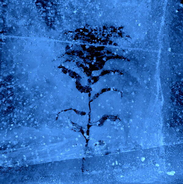Ice Art Print featuring the photograph Frozen by Jeremiah John McBride