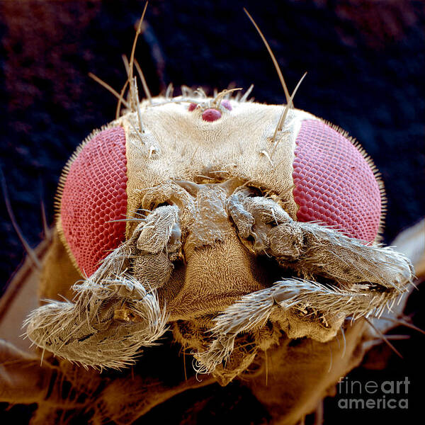Fruit Fly Art Print featuring the photograph Fruit Fly Drosophila Melanogaster by Eye of Science