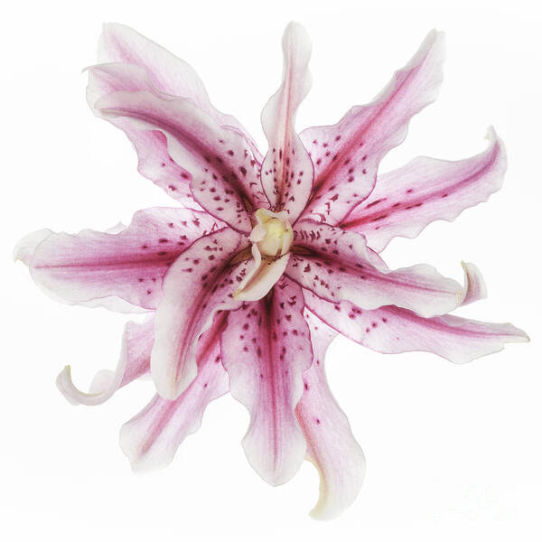 Funky Lily Art Print featuring the photograph Funky Lily by Patty Colabuono