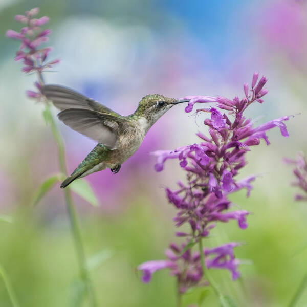 Hummingbird Art Print featuring the photograph Garden Friend by Jean-Pierre Ducondi