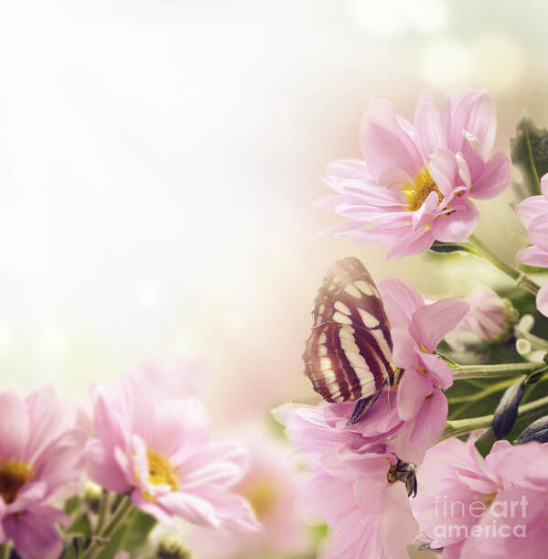 Flower Art Print featuring the photograph Garden and Butterfly by Jelena Jovanovic