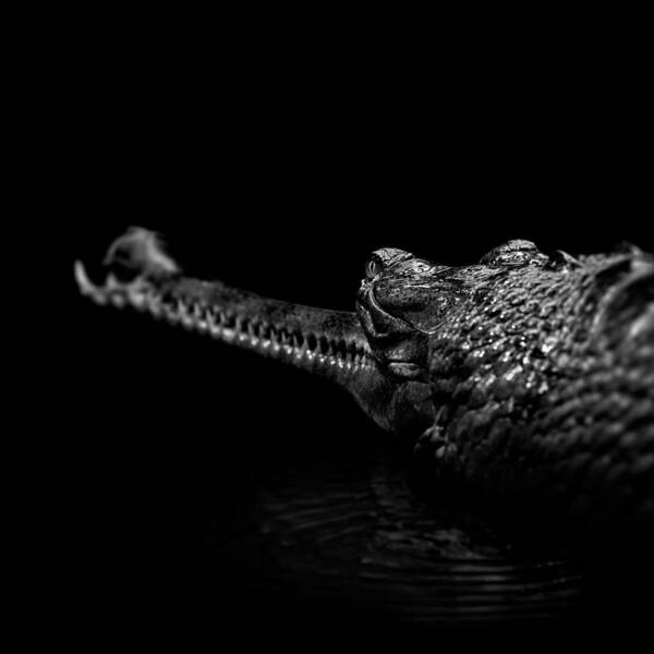 Gavial Art Print featuring the photograph Portrait of Gavial in black and white by Lukas Holas