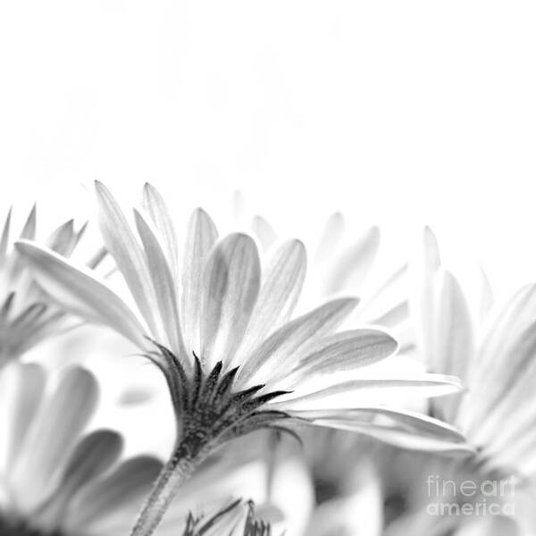 Black And White Art Print featuring the photograph Gentle daisy flowers by Anna Om