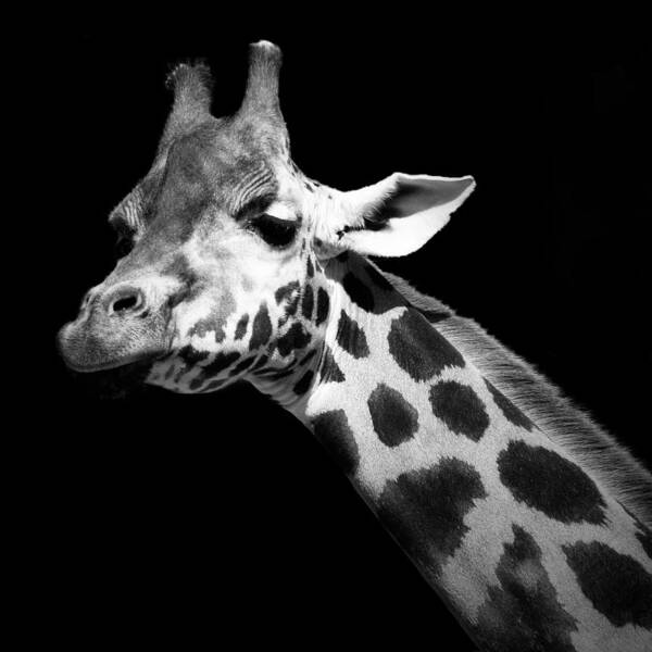Giraffe Art Print featuring the photograph Portrait of Giraffe in black and white by Lukas Holas