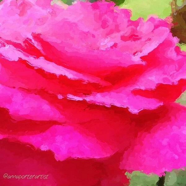 Glazed Art Print featuring the photograph Glazed Bright Pink and Red Rose by Anna Porter