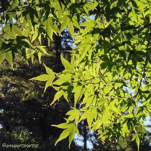 Glowing Art Print featuring the photograph Glowing Greens My Favorite Maple Tree by Anna Porter