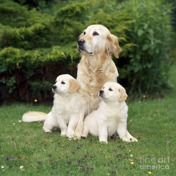 Golden Retriever Art Print featuring the photograph Golden Retriever Dog With Two Puppies by John Daniels