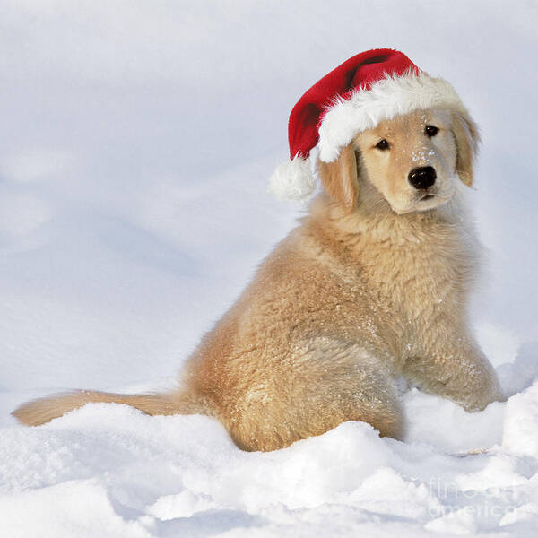 Dog Art Print featuring the photograph Golden Retriever In Santa Hat by Rolf Kopfle