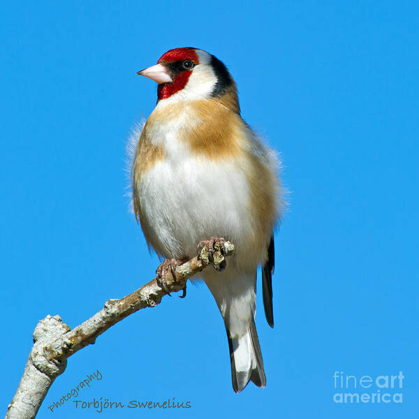 Goldfinch & Blue Sky Art Print featuring the photograph Goldfinch and Blue Sky by Torbjorn Swenelius