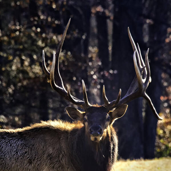 Bull Elk Art Print featuring the photograph Got Antlers? by Michael Dougherty