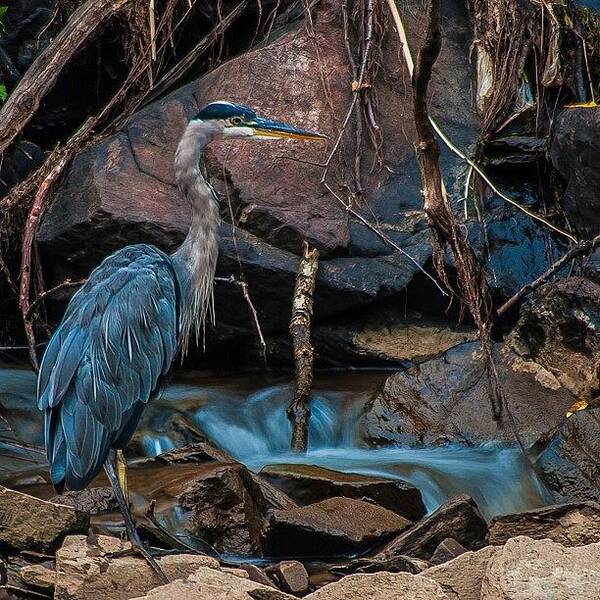  Art Print featuring the photograph Great Blue Heron - Long Exposure (.8 by Tony Delsignore