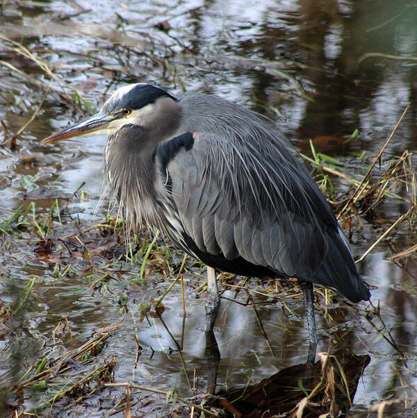 Greatblueheron Art Print featuring the photograph Great Blue Heron by Pamela S Eaton-Ford