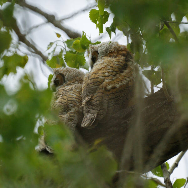 Birds Art Print featuring the photograph Great Horned Owlets 5 20 2011 by Ernest Echols