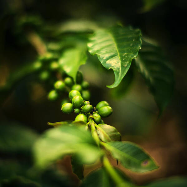 Bunch Art Print featuring the photograph Green Coffee Beans by Thepalmer