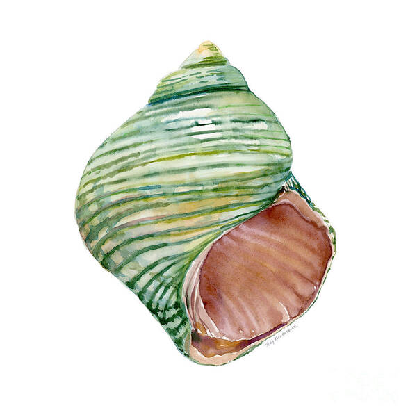 Green Shell Painting Art Print featuring the painting Green Turbo Shell by Amy Kirkpatrick