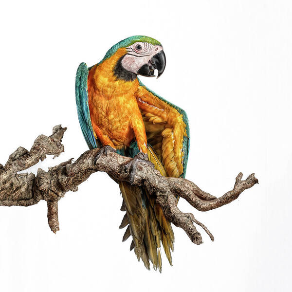 Macaw Art Print featuring the photograph Guacamayo by Silversaltphoto.j.senosiain