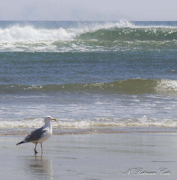 Photograph Art Print featuring the photograph Gull with Parallel Waves by Natalie Rotman Cote