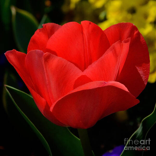 Floral Art Print featuring the photograph Here's My Heart by Nava Thompson