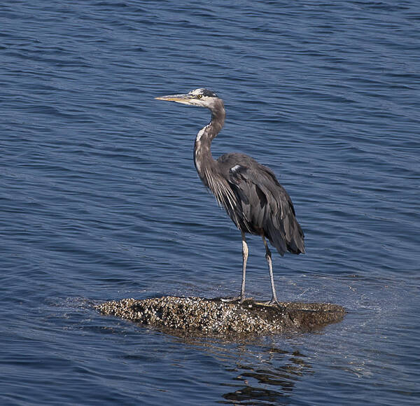 Bird Art Print featuring the photograph Heron by Ron Roberts