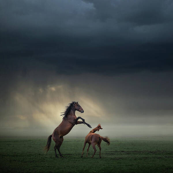 Horses Art Print featuring the photograph Horses Fight by H?seyin Ta?k?n