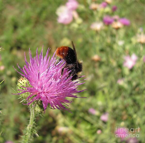 Bumblebee Art Print featuring the photograph Hot Midday by Halyna Yarova